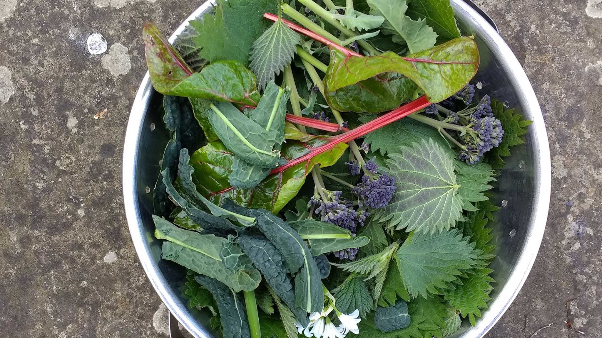 Close up of foraged organic nettle leaves and freshly picked wild garlic and edible leaf stem flowers from hedgerows in English garden in Spring on stone grey patio metal bowl to cook home made soup