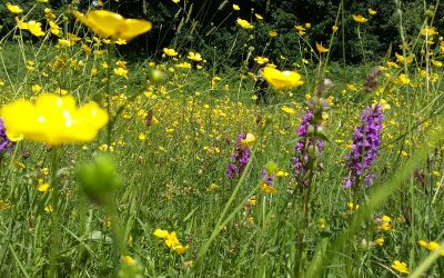 Wild orchids are barometers of healthy soil beneath our feet