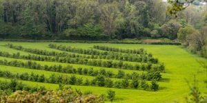 Broadlears agroforestry field on the Dartington estate