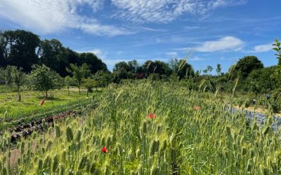 Finding a better wheat for the future