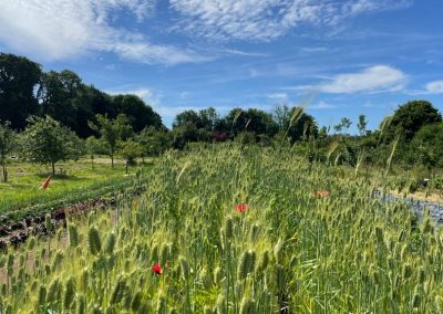 Heritage wheat growing in Henri's Field at Schumacher College