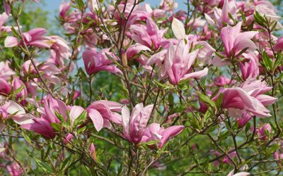 Dartington tenants to create Chinese Medicine Garden for all to enjoy