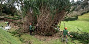 "The Apotles" yew trees pruned in Dartington's listed gardens