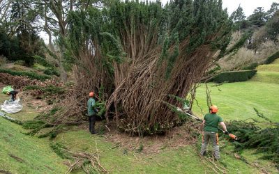 Restoration project for historic yew trees