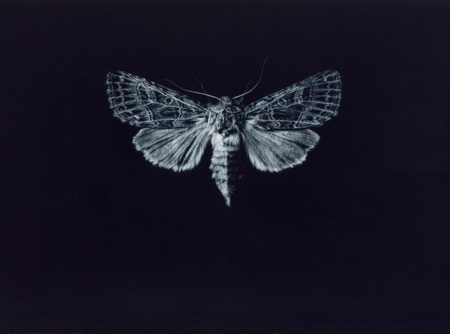 Sarah Gillespie Moth image