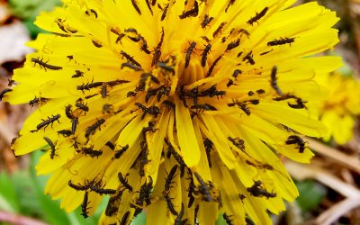 The tiny triungulin, one of nature’s smallest hitchhikers